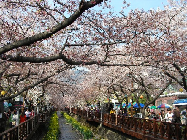 余佐川の桜